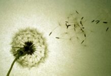 A Brevidade da Vida e a Plenitude em Cristo