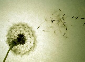 A Brevidade da Vida e a Plenitude em Cristo